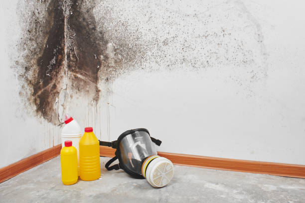 Best White Mold Remediation in Berryville, AR