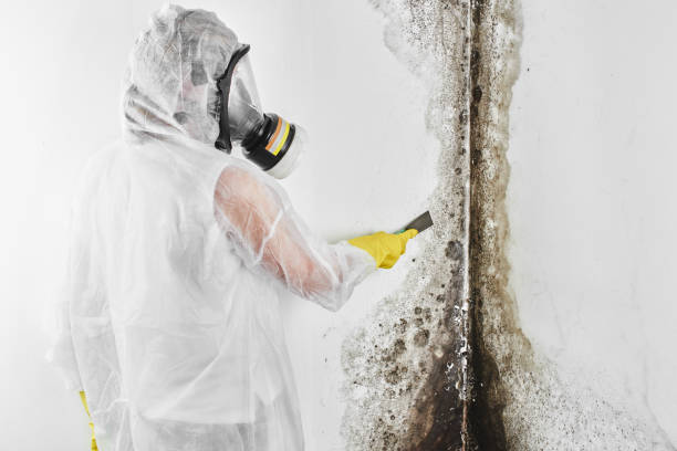 Best Kitchen Mold Remediation in Berryville, AR