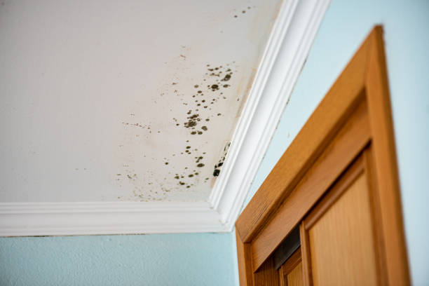 Best Localized Mold Remediation (e.g., coastal areas, humid climates) in Berryville, AR