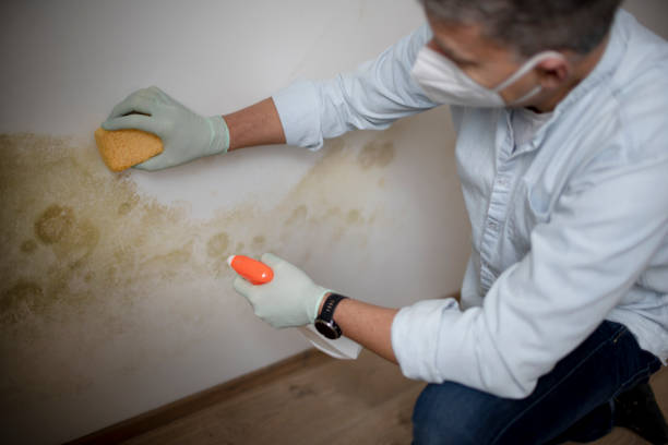 Best DIY Mold Remediation Support Services in Berryville, AR