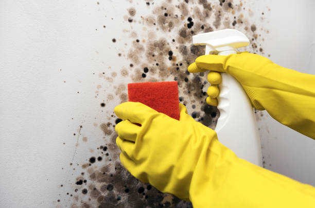 Best Emergency Mold Remediation in Berryville, AR