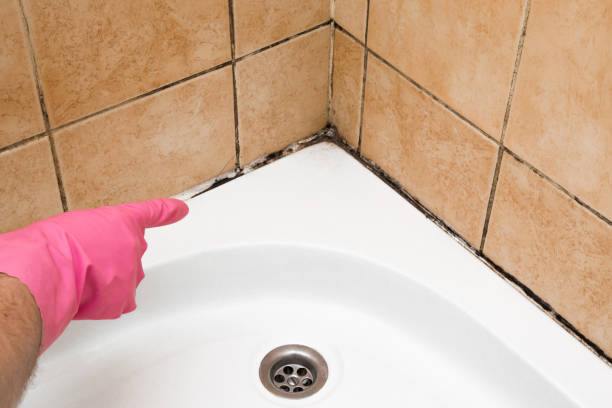 Best Bathroom Mold Remediation in Berryville, AR